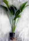 plante aquarium