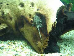 ancistrus poisson aquarium
