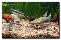 aquarium poisson chat