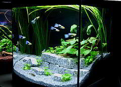 aquarium de guppy
