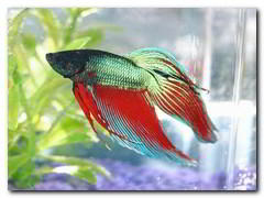 combattant poisson aquarium