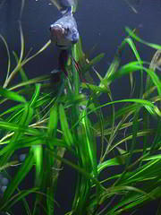 poisson dans aquarium