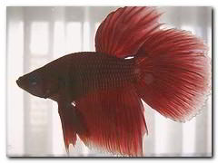combattant poisson aquarium
