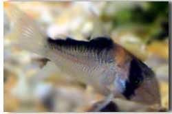 corydora