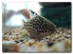 corydora Corydoras julii  poisson aquarium