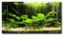 poisson aquarium communautaire corydoras