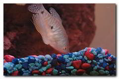 gourami poisson aquarium