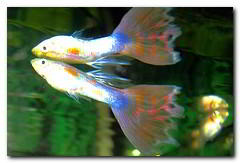 guppy vivipare reproduction aquarium
