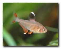 t&eacute;tra ros&eacute; Hyphessobrycon bentosi