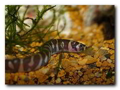 poisson aquarium loche kuhli