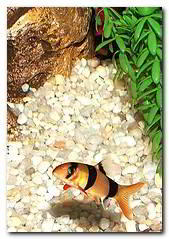 loche clown poisson aquarium