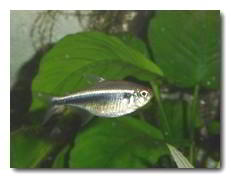 n&eacute;on noir Hyphessobrycon herbertaxelrodi