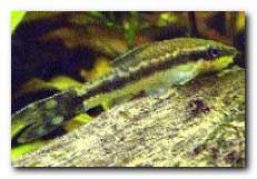 otocinclus vittatus