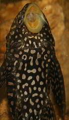 pléco hypostomus plecostomus