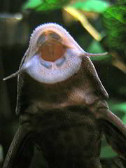 pl&eacute;co poisson aquarium