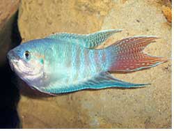 poisson paradis macropodus opercularis