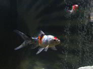 poissons rouges en aquarium avec bulles bulleur