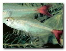 characin à queue rouge prionobrama filigera