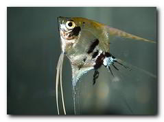 poisson aquarium scalaire angelfish