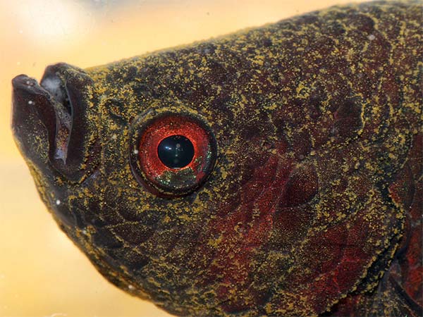 Combattant betta atteint de la maladie du velours ou oodinium